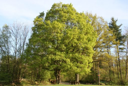 Baum des Jahres 2015 Der Feldahorn Baumsicht