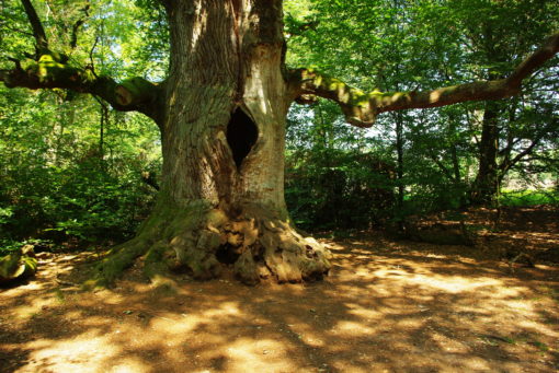 Kamineiche im Urwald Sababurg