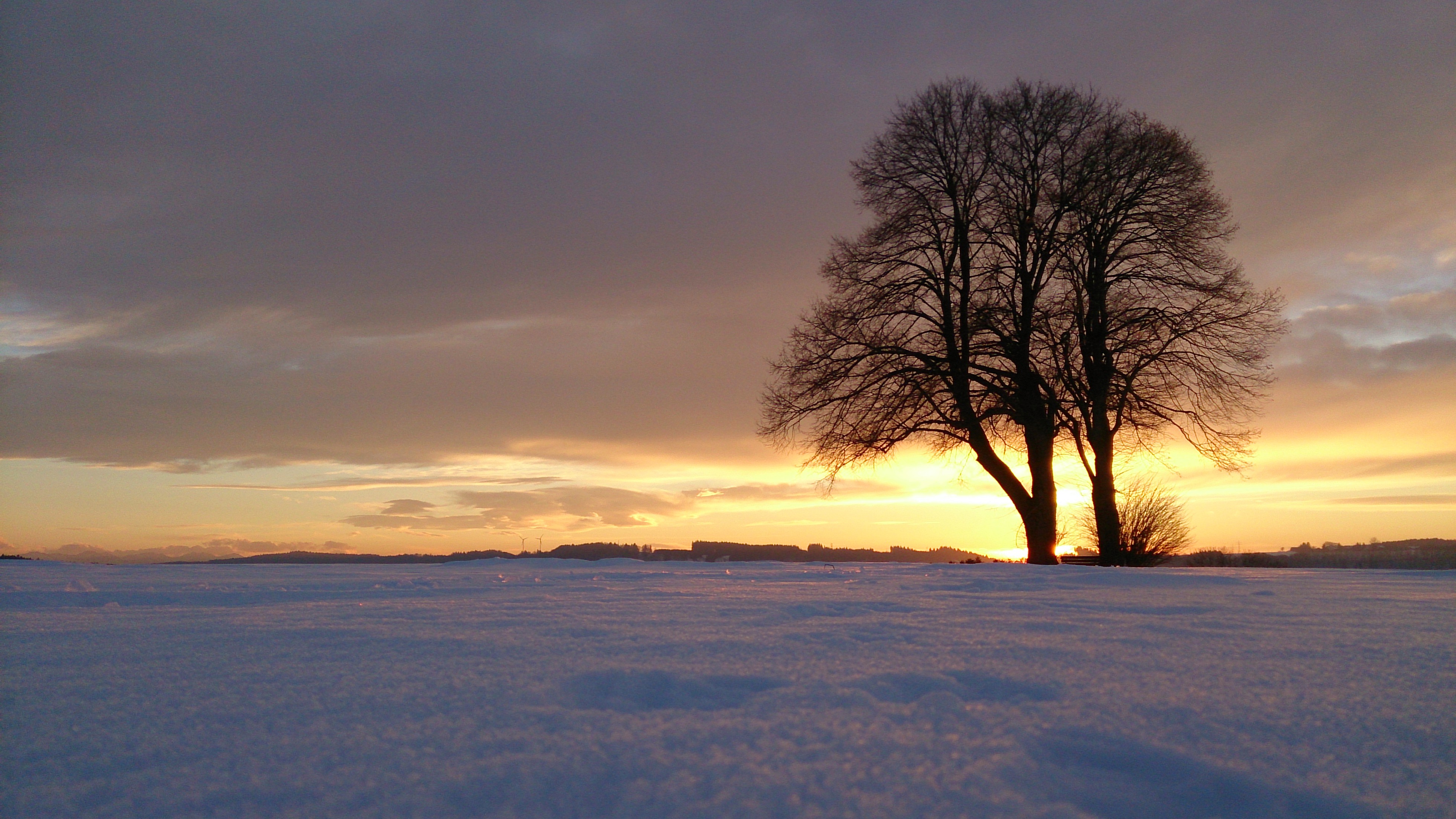 Baum des Jahres 2016 Die WinterLinde Baumsicht