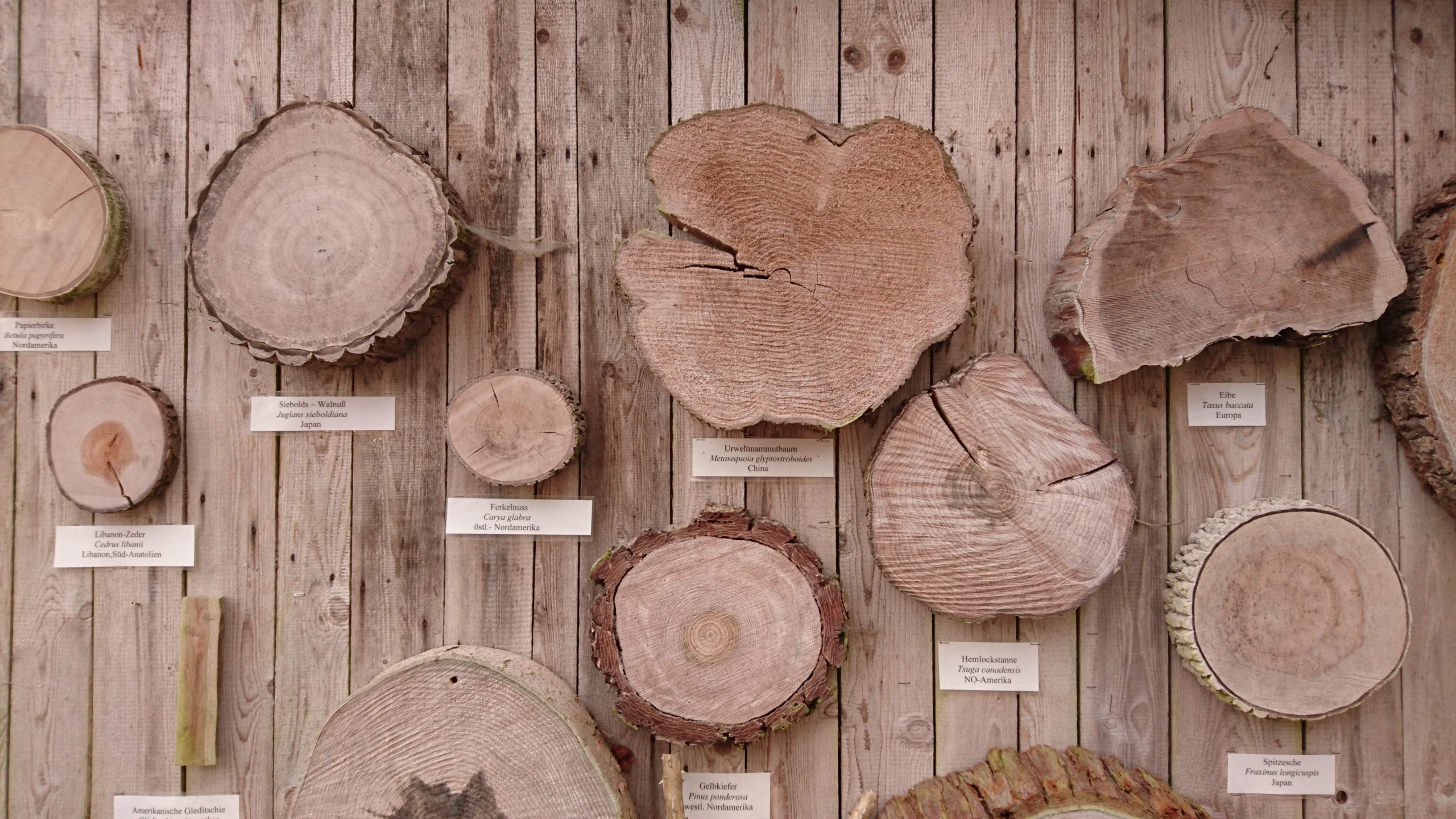 Stammquerschnitte von unterschiedlichen Bäumen an einer Holzwand