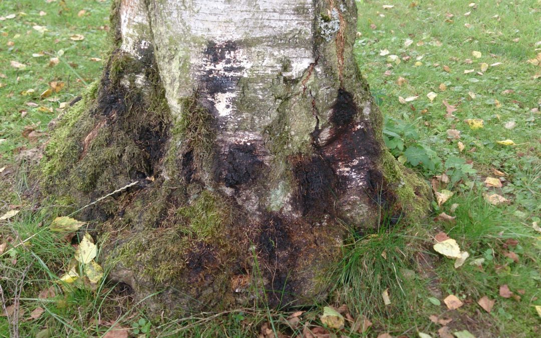 Absterbeerscheinungen an Birken (Birkensterben)