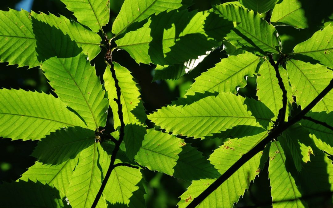 Baum des Jahres 2018: Die Ess-Kastanie