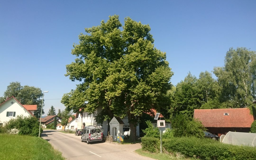 Baumuntersuchungen mit Gutachten an Naturdenkmalen