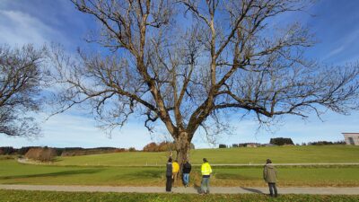 Artenschutz bei Baumpflege und Baumkontrolle (Zertifikatslehrgang)